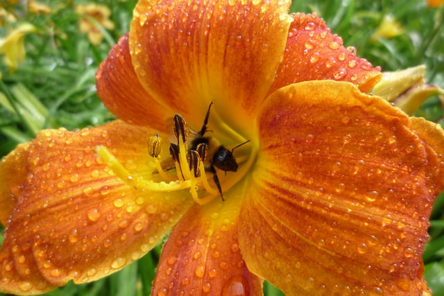 National Trust to open secret Cornish garden for two weeks