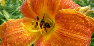 National Trust to open secret Cornish garden for two weeks