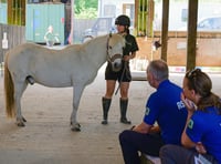 Equine welfare training unites animal charities