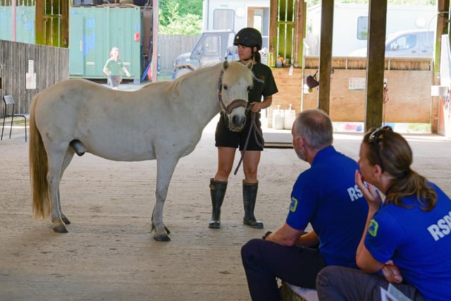 Equine welfare training unites animal charities