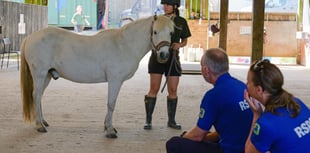Equine welfare training unites animal charities