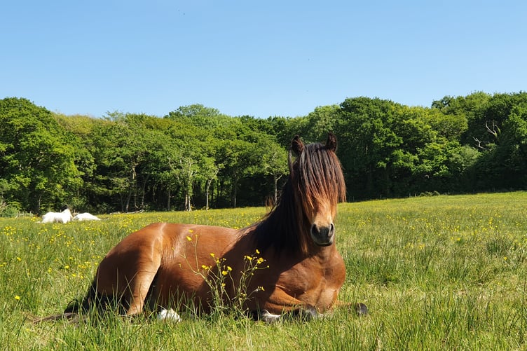 Tributes have been paid to orphaned pony Breeze.