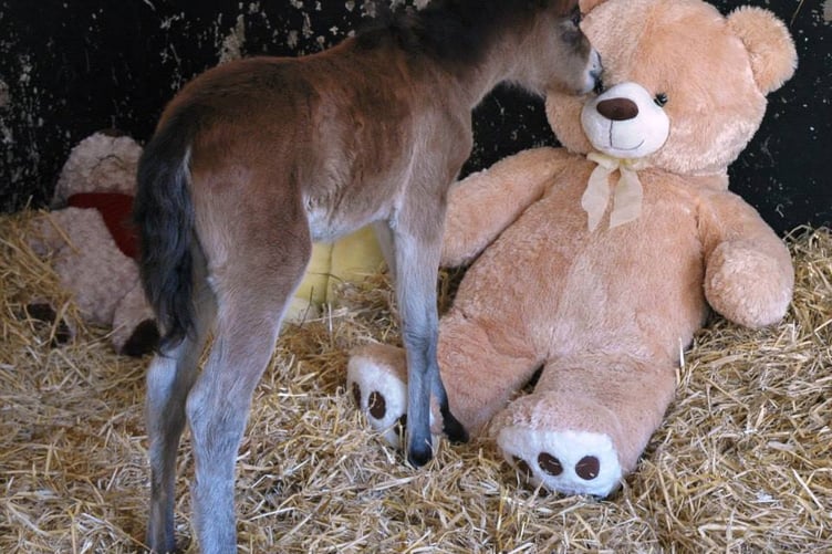Breeze pictured with his giant cuddly teddy.