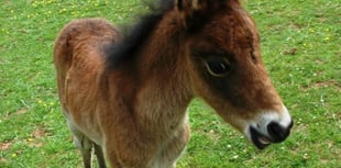 Tributes to Breeze the orphan foal