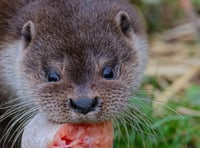 Rescued otters thrive in new home