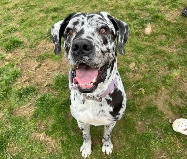 Local vet's advice on heatwave safety