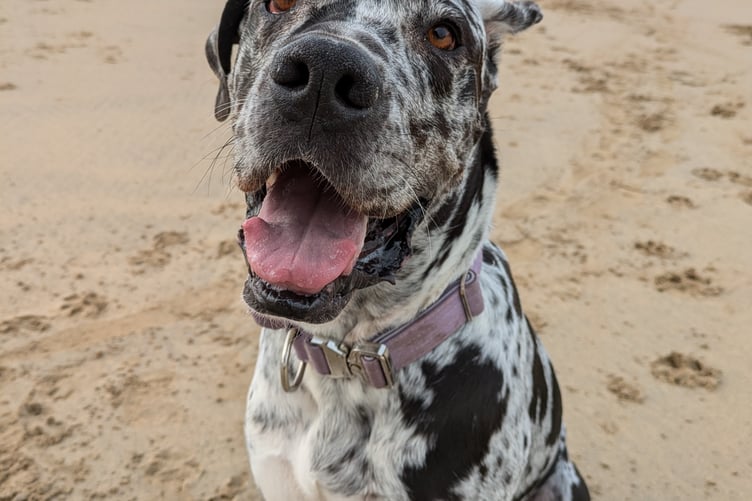 Tavistock veterinary Dr Katelin Courtney is advising owners on how to look after their pets in the heat. Pictured is her pet dog Boo keeping cool on the beach.