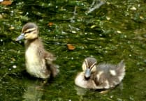 Do not feed Tavistock park ducklings appeal