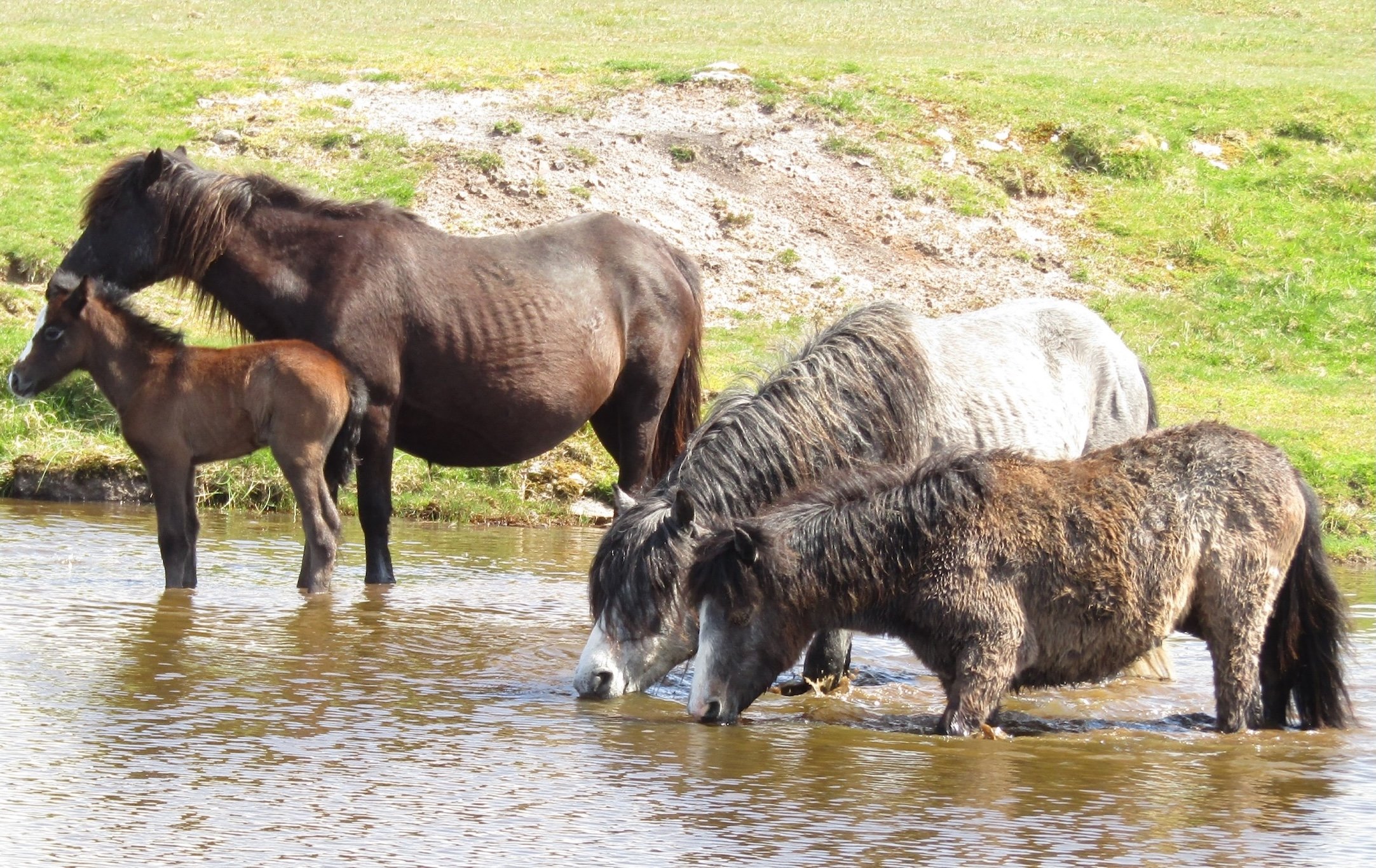 Farmers will not have to choose between keeping hill ponies and commercial livestock on Dartmoor, the government has announced. Picture of Dartmoor hill ponies by Tom Shiner McGinley.