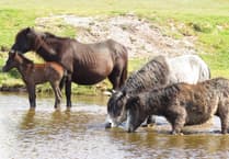 Dartmoor hill ponies given government reprieve