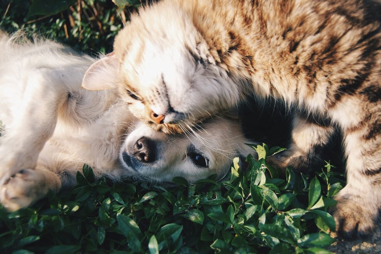 devon pets