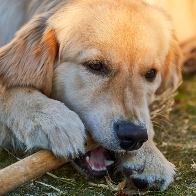 John Howells: Like a dog with a bone