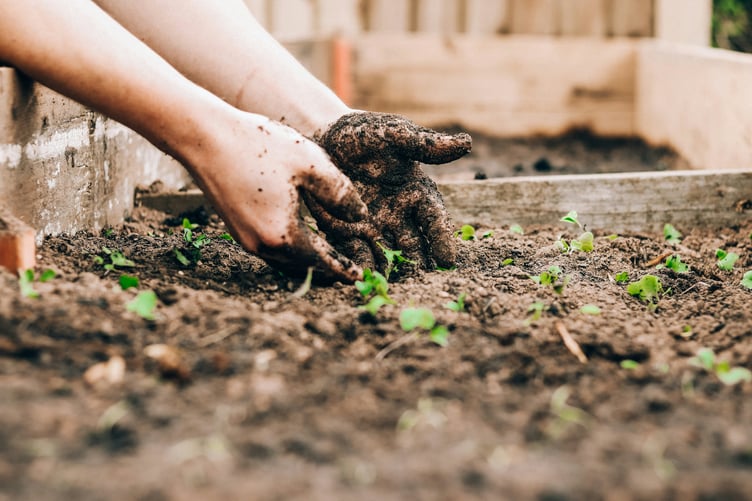 Allotment stock image