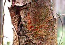 Sweet chestnut trade restrictions extended into West Devon as blight spreads