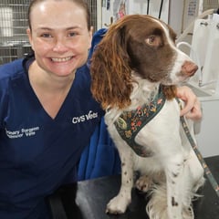 Pet owners advised about older dogs and cats