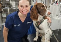 Tavistock pet owners can put spring in step of older dogs
