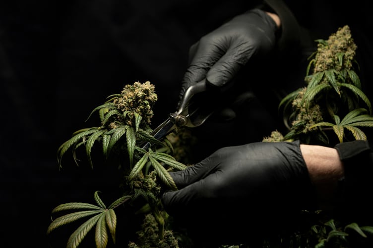 medical cannabis