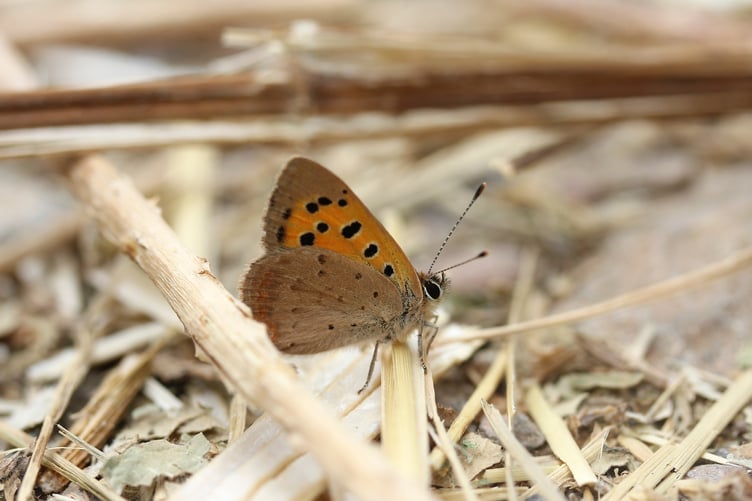 Small Copper in a very dry landscape