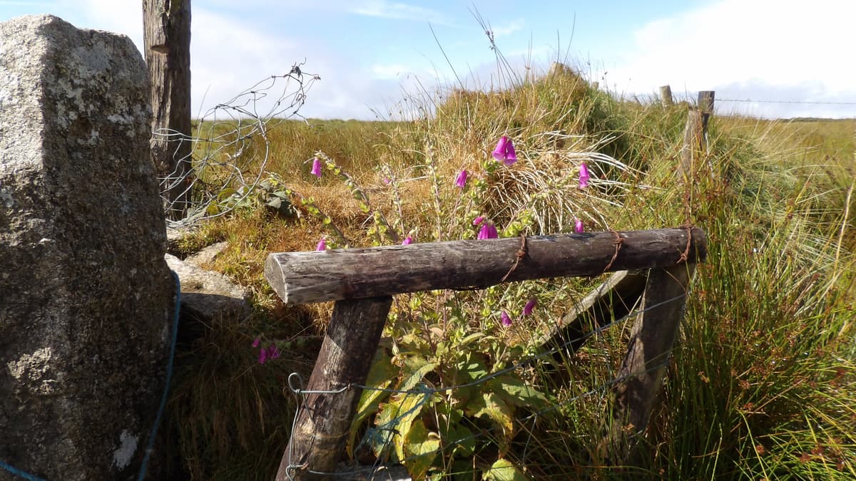 Bewohner ländlicher Gebiete in Dartmoor fordern Verbesserungen im ...