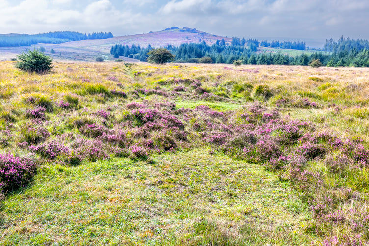 New heather growth at Bellever, Dartmoor, shows how pony grazing is regenerating plant and habitats by reducing grass cover.