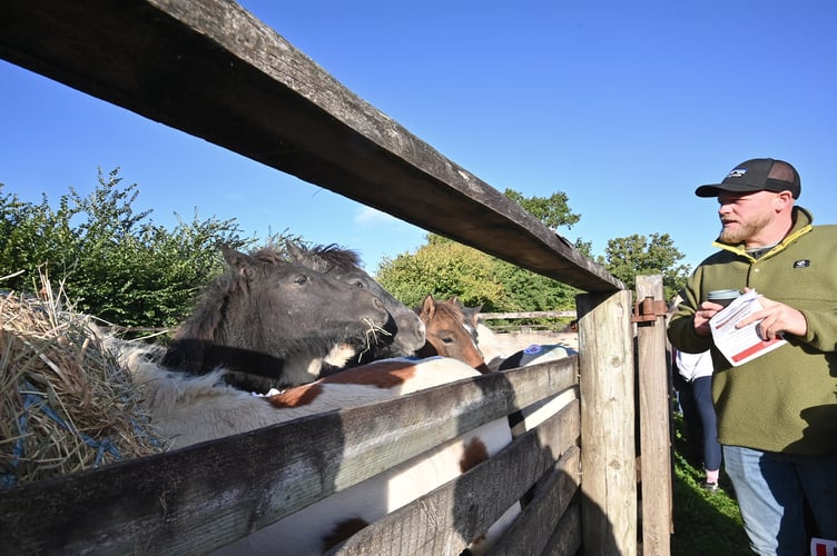 Dartmoor Hill Pony Drift Sale at Chagford Grass Market