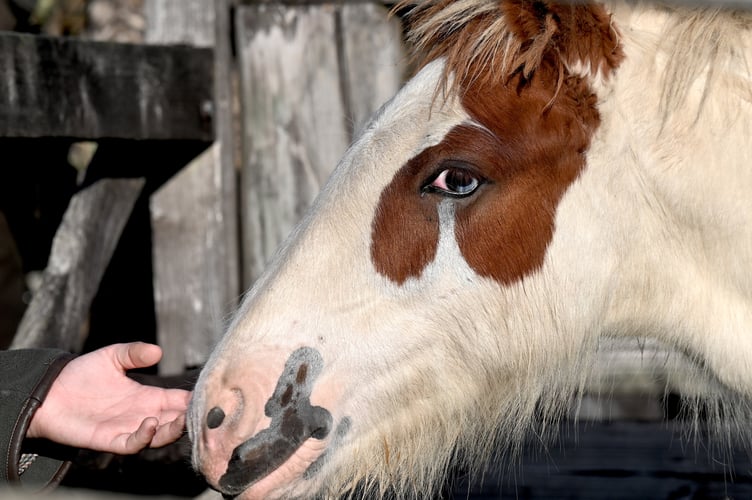 Dartmoor Hill Pony Drift Sale at Chagford Grass Market
