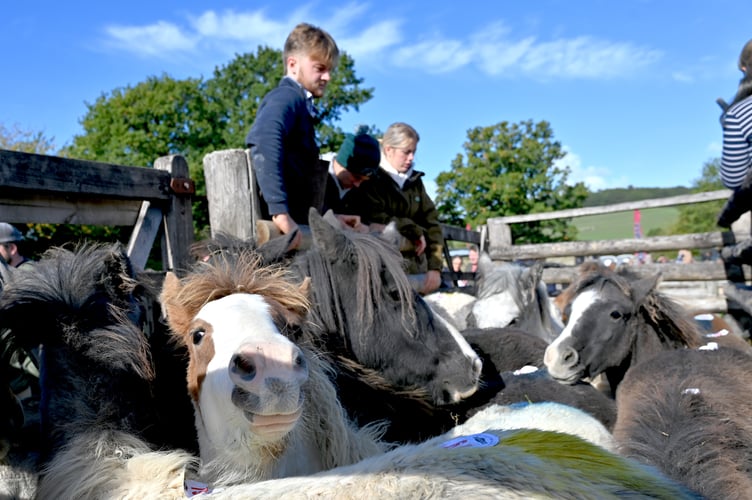 Dartmoor Hill Pony Drift Sale at Chagford Grass Market