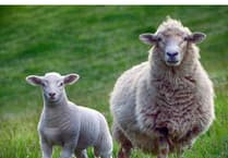 Council dishes out cash for bluetongue stricken farms