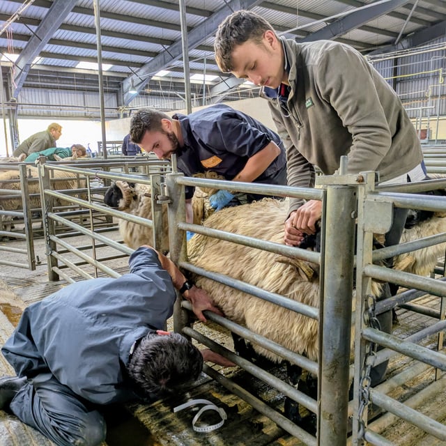 Sheep testing helps farmers faced with bluetongue