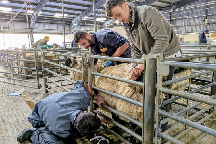 Dartmoor Hill Farm Project's ram fertility testing event at Tavistock for the bluetongue epidemic. Picture by David Attwells.