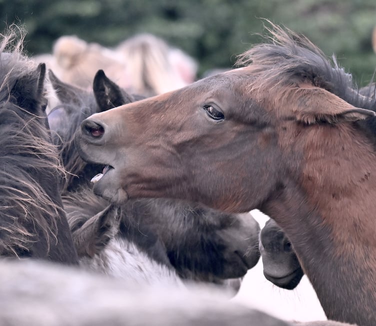 Tooth discovery sheds new light on Dartmoor Pony's ancestry