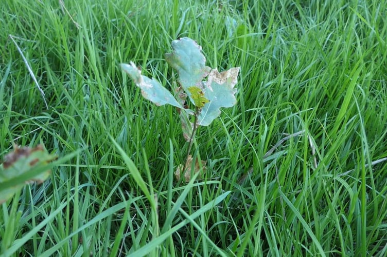 An oak sapling, one of many set to grow into the Tavistock Community Woodland.