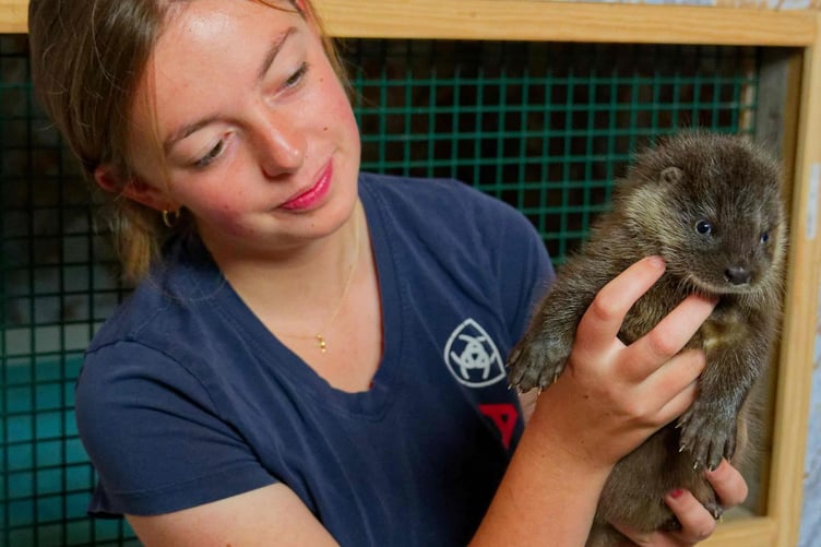 Lilly Herniman, 18, has won a BBC Countryfile award for her work with at the UK Wild Otter Trust rescue centre.