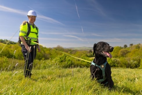 On the scent of leaks: On of two specially trained spaniel is helping South West Water find water pipe leaks.